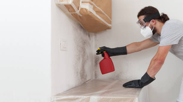 Professional Black Mold Removal technician working in Melrose, MA