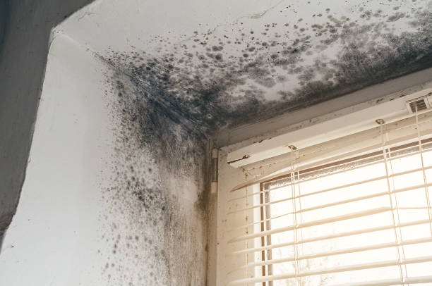 Affordable Mold Cleanup solutions in Melrose, MA