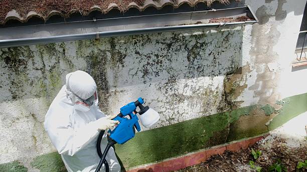 Trusted Black Mold Removal service in Melrose, MA - Cheap Mold Removal